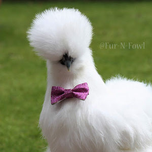 Meet your Posher, Lyla